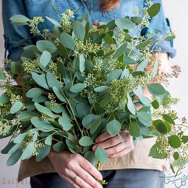 برگ اکالیپتوس Eucalyptus