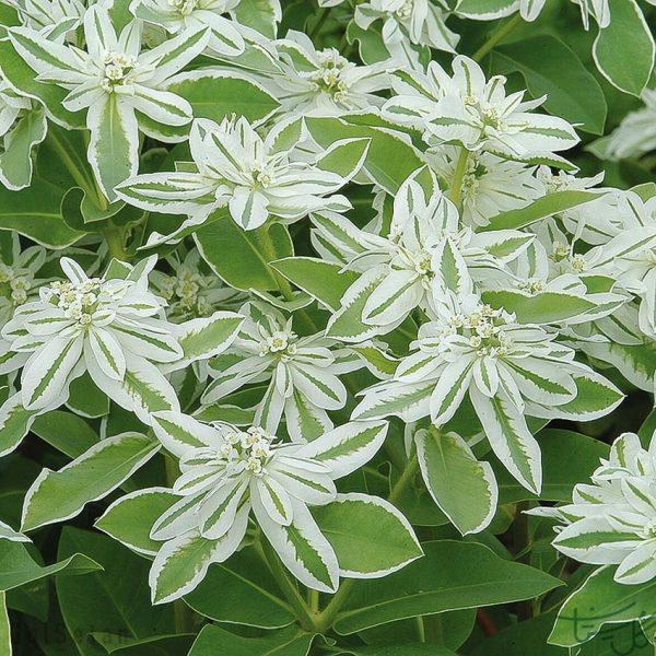 گل افربیا کوه برف Euphorbia (Mountain Snow)