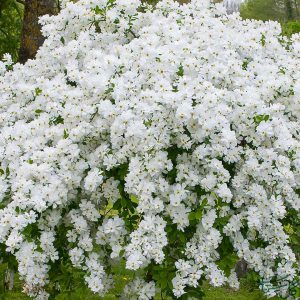 گل عروس افشان Exochorda