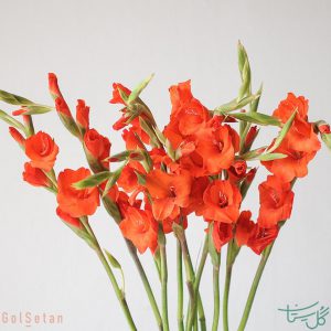 شاخه گل های گلایول Gladiolus