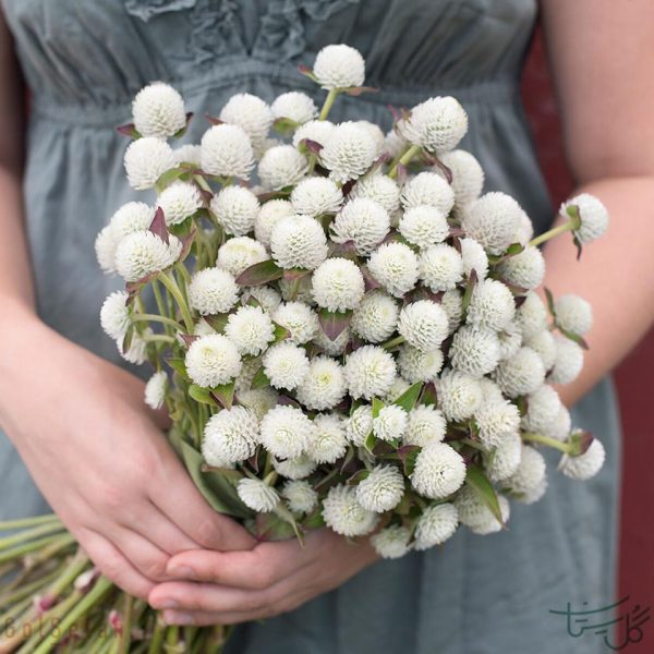 گل دکمه ای Globe amaranth (Gomphrena)