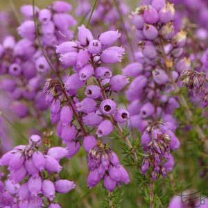 گل علف جارو Heather