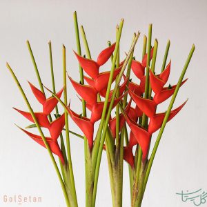 گل هلیکونیا Heliconia