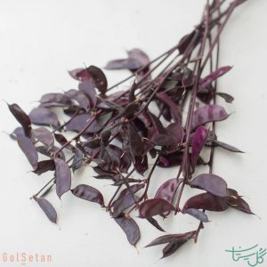 شاخه لوبیا سنبلی Hyancinth Bean