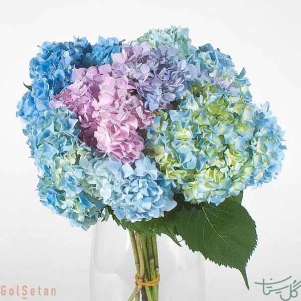 گل ادریسی (هورتانسیا) Hydrangea
