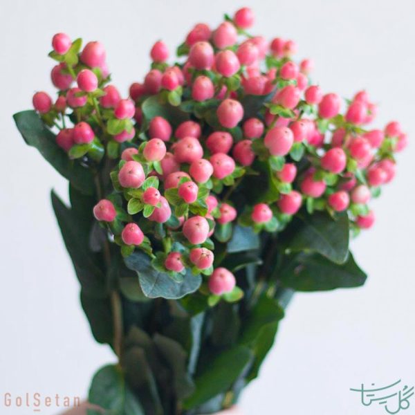 گل طبیعی راعی Hypericum
