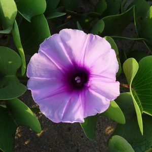 غوره گل نیلوفر Ipomoea