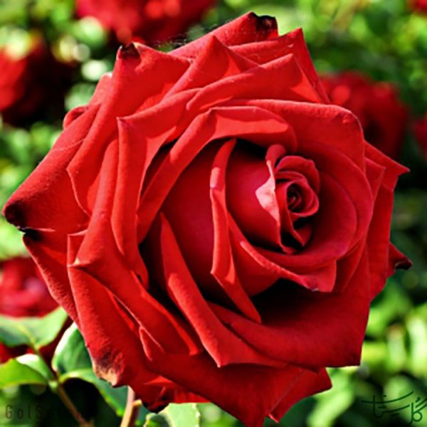 گل شاخه ای رز ایرانی iranian rose