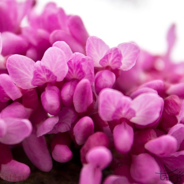 گل ارغوان Judas-tree