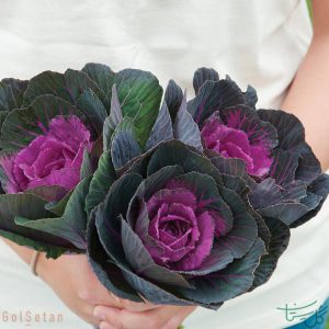 گل کلم کالی Kale , Ornamental