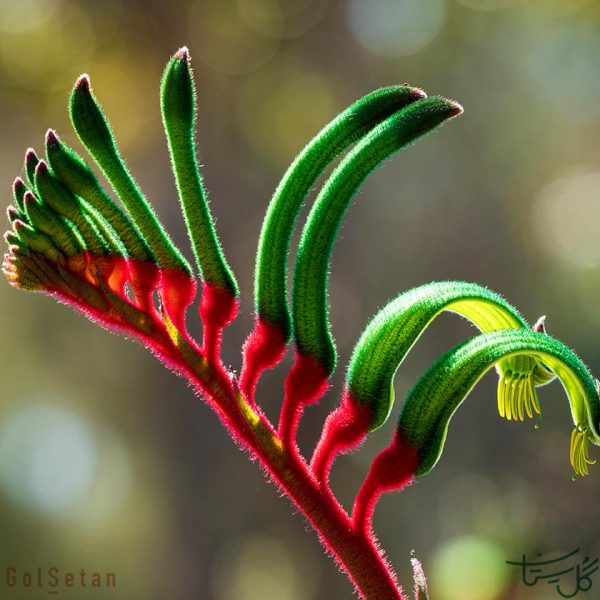 گل پنجه کانگورو Kangaroo Paw