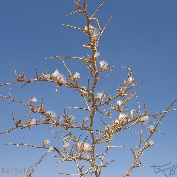 گل جزه Lactuca orientalis