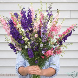 گل طبیعی زبان در قفا Larkspur