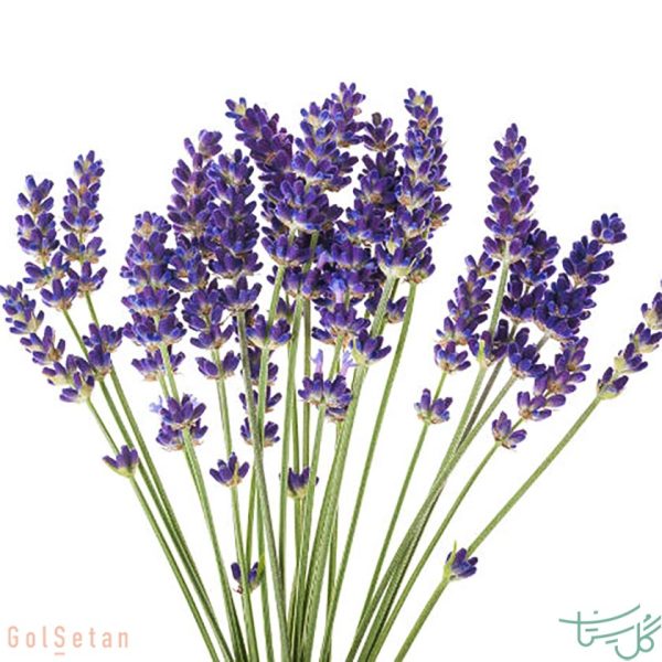 گل اسطخدوس Lavender