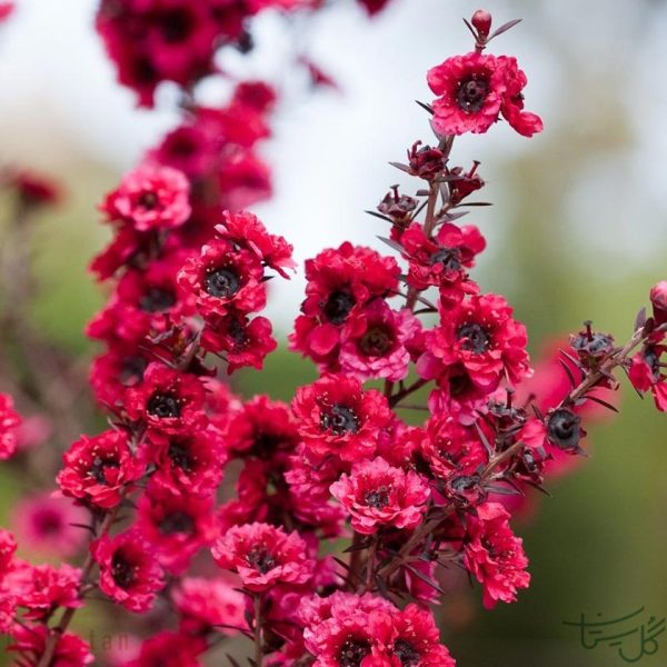 گل چای زینتی Leptospermum
