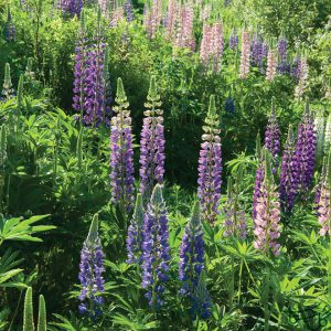 عکس انواع گل طبیعی لوپن Lupine