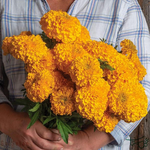 گل جعفری آفریقایی Marigold