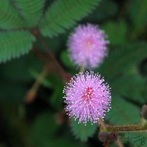 گل میموزا Mimosa pudica/Shameplant