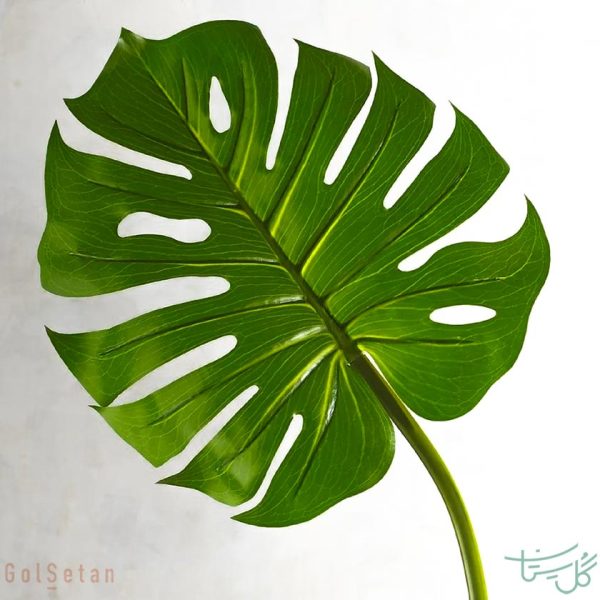 برگ انجیری Monstera deliciosa