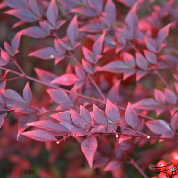 برگ ناندانیا Nandina (Sacred bamboo)