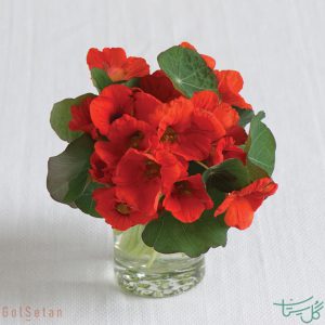 گل لادن Nasturtium