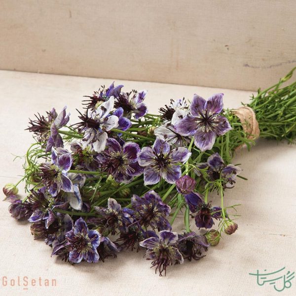 گل سیاه دانه دمشقی Nigella