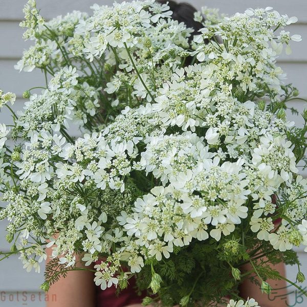 گل سفید اورلایا Orlaya