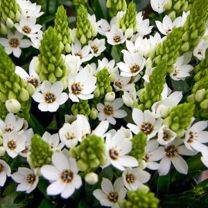گل شیر مرغ Ornithogalum