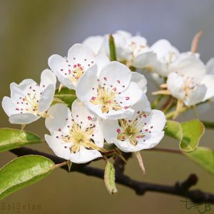 شکوفه گلابی Pear Blossom