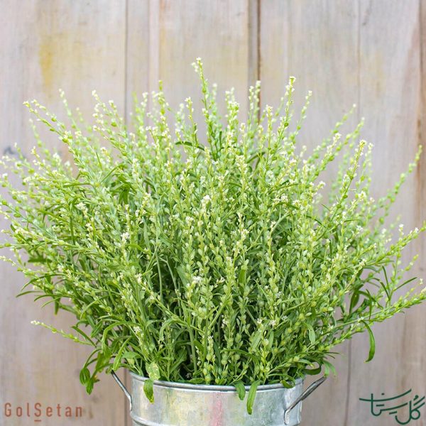 گل شاهی ایرانی Persian Cress