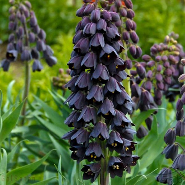 گل سوسن ایرانی Persian Lily (fritillaria-persica)