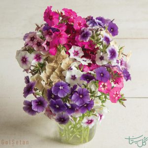 دسته گل فلوکس Phlox