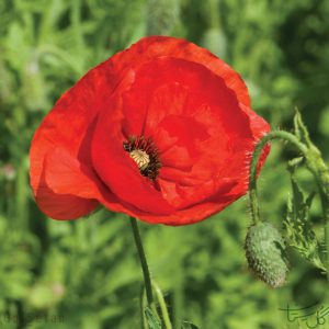 گل شقایق Poppy