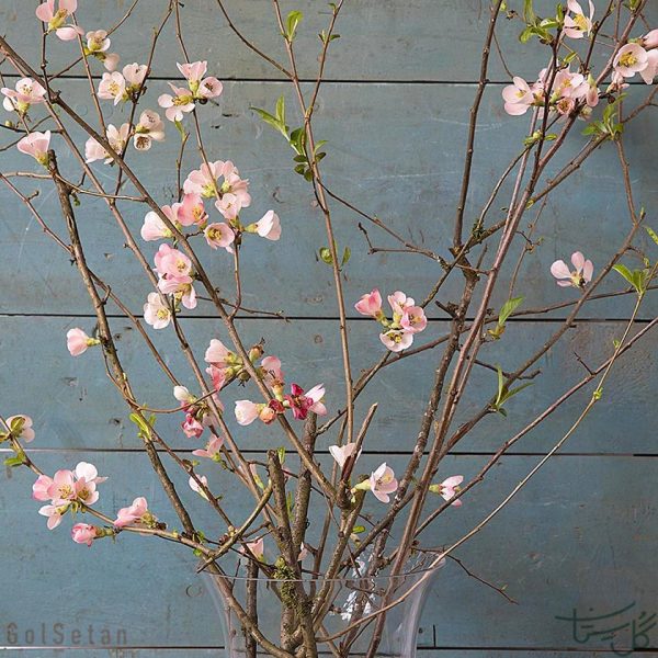 ساقه شکوفه درخت به Quince