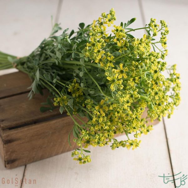 گل سداب Rue