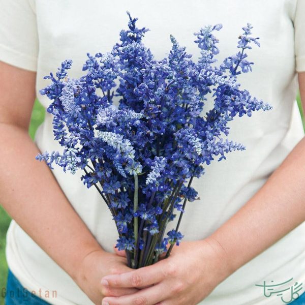 گل سلوی Salvia