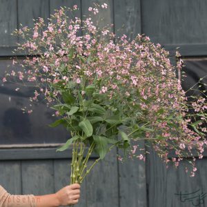 گل صابونی Saponaria