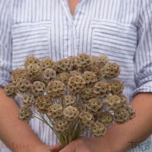 گل کبوتر - طوسک Scabiosa ( Pincushion flower )
