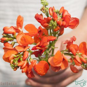 گل لوبیای زینتی Scarlet Runner Bean
