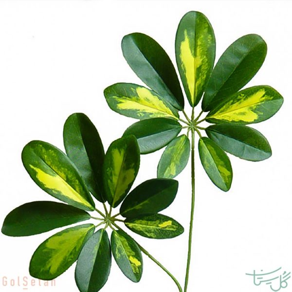 برگ شفلر Schefflera