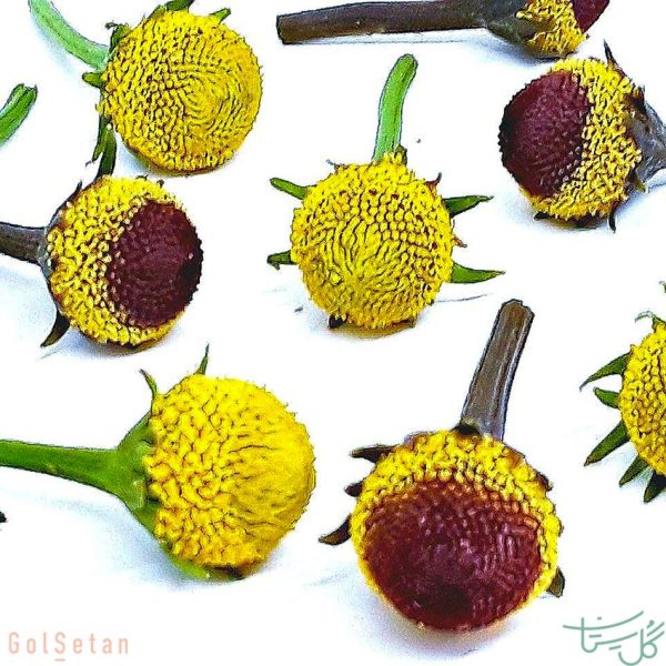 گل اسپیلانتس Spilanthes
