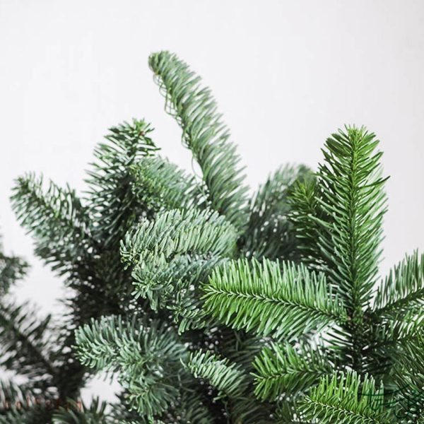 برگ نوئل Spruce