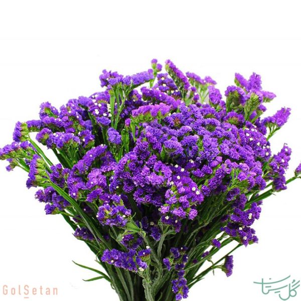 گل استایس/لیمونیوم Statice