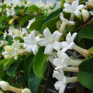 گل یاسمن Stephanotis