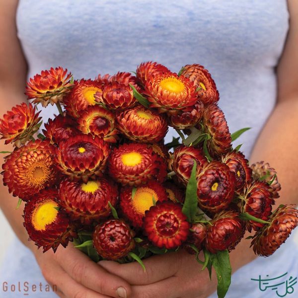 گل جاوید Strawflower