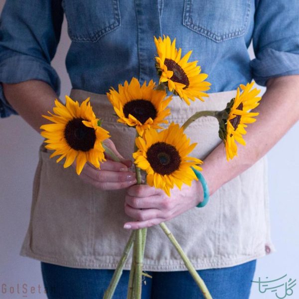 گل آفتاب گردان Sunflower