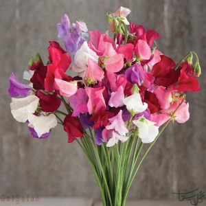گل نخود شیرین Sweet Peas