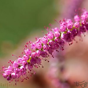 گل گز Tamarisk