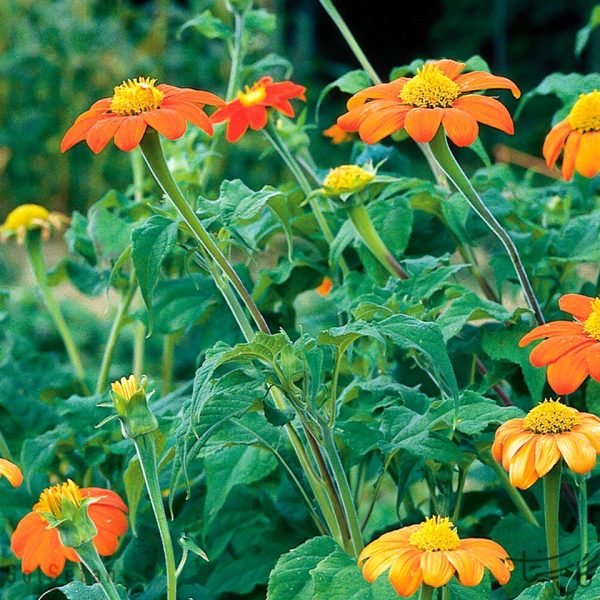گل آفتابگردان مکزیکی Tithonia ( Mexican Sunflower )