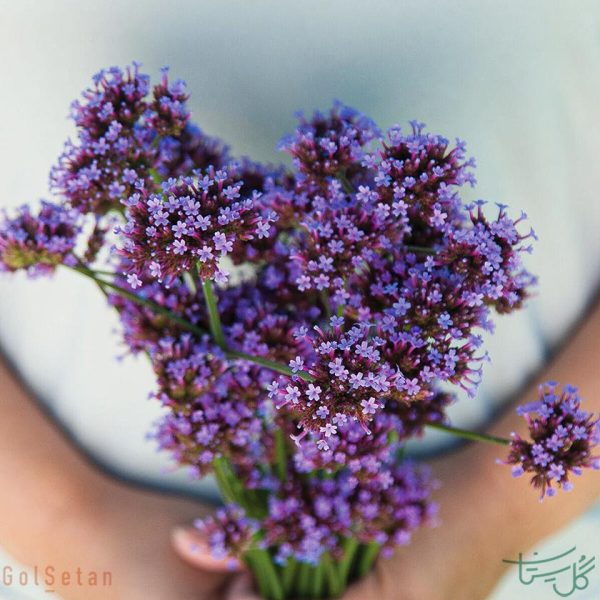 گل شاه پسند Verbena
